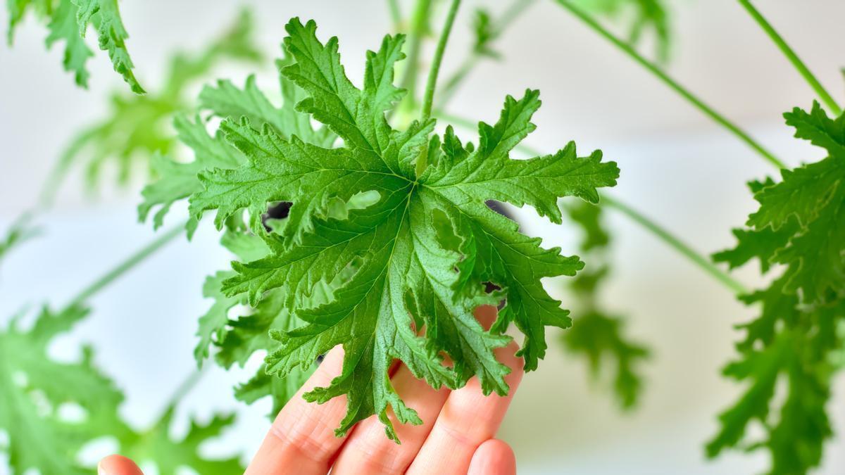 La citronela, una planta milagrosa