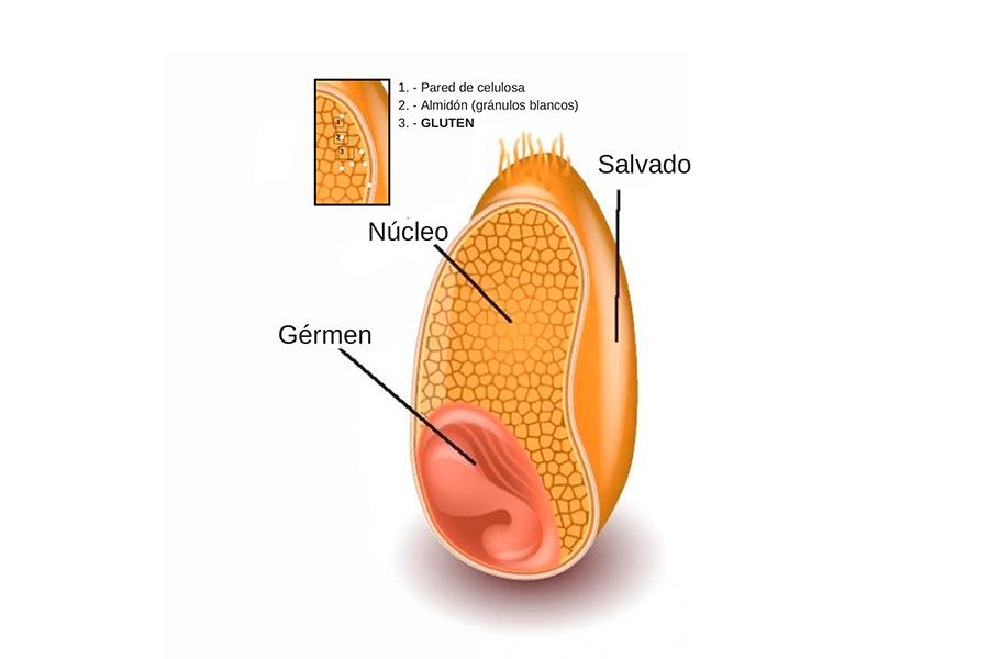 El gluten es una proteína que da elasticidad y textura a los alimentos.