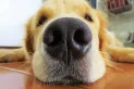 ¿El tamaño del hocico de los perros puede determinar cuánto tiempo vivirá? Esto dice una investigación