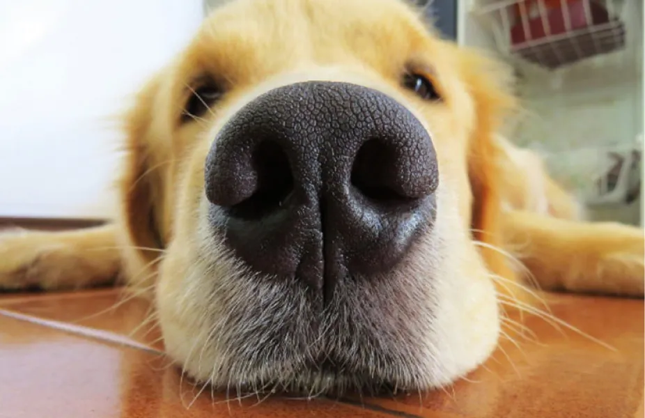 El hocico de los eprros puede determinar su esperanza de vida