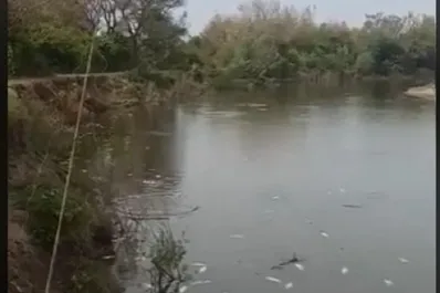 Investigan una mortandad de peces en el este tucumano