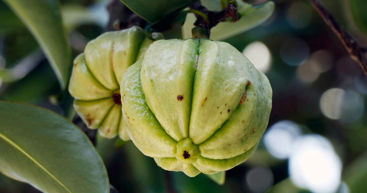 La garcinia es un fruto que aporta saciedad ante las sensaciones de hambre 