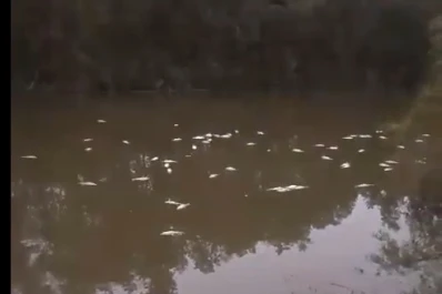 Denuncian que no se frenó la mortandad de peces en el este