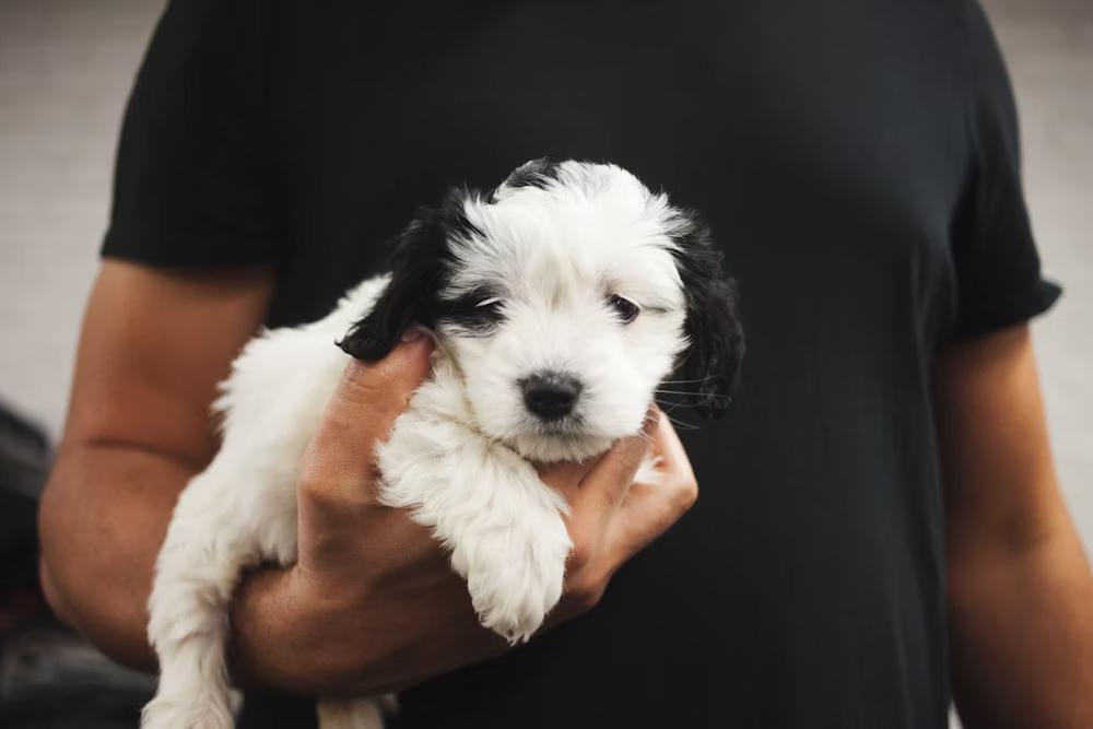 Cargar de manera incorrecta a nuestro perrito puede provocarle náuseas y dolores. 