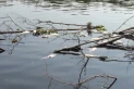 Mortandad de peces: hay nuevas denuncias por contaminación