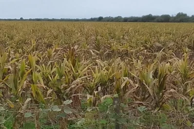Maíz: piden medidas no solo para disminuir el daño, sino para evitar que caiga la producción