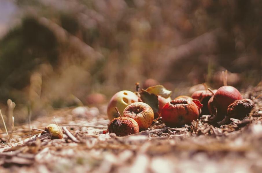 Tirar la cácara de algunos alimentos al suelo puede suponer cierto impacto ambiental.