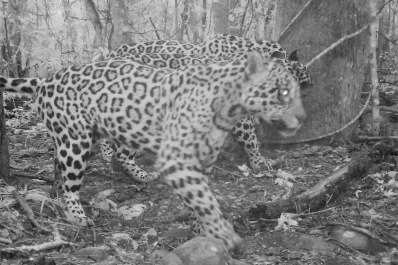 Video: descubren tres yaguaretés en bosques nativos protegidos de Jujuy