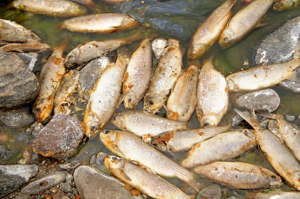 Mortandad de peces: se encendieron todas las alarmas ambientales