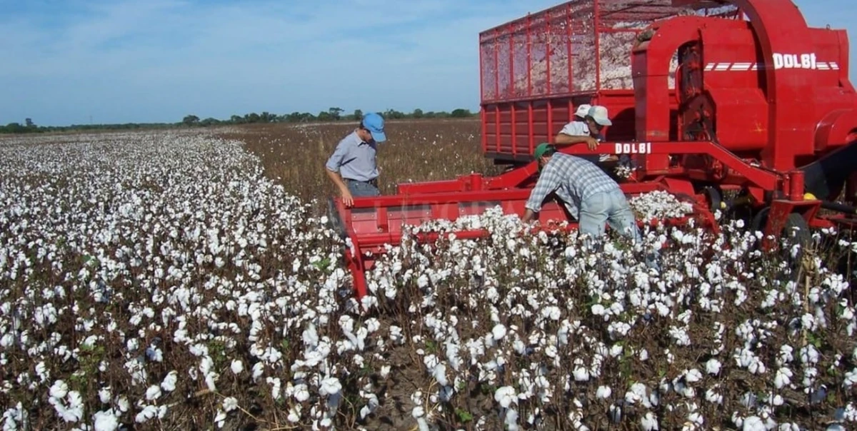 Chaco: se perdió casi la mitad de la cosecha del algodón