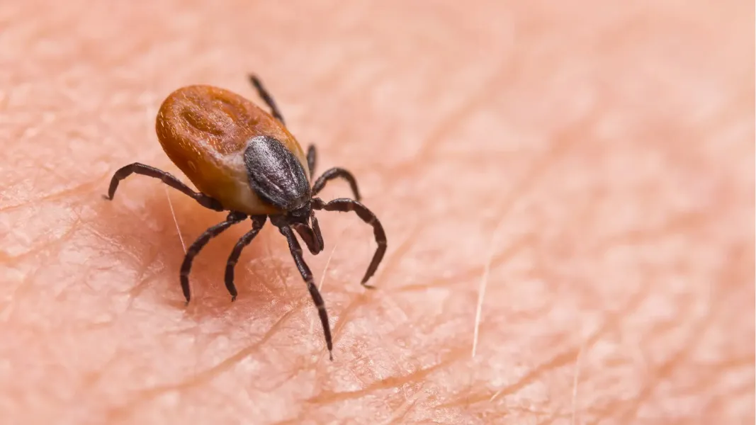 ¿Tenés mascotas? Estas son las enfermedades transmitidas por garrapatas