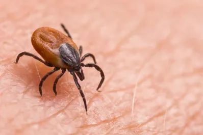 ¿Tenés mascotas? Estas son las enfermedades transmitidas por garrapatas