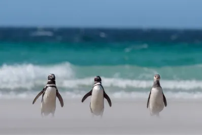 La separación de Messi y Antonela, y las locuras de Dibu: las aventuras de los pingüinos en el Mar Argentino