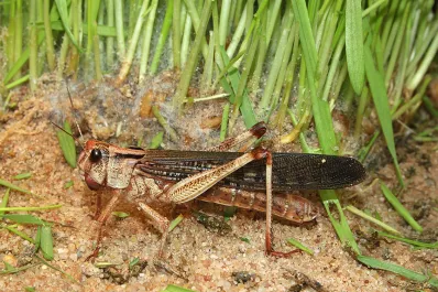 Detectan langostas en Catamarca, Córdoba y La Rioja