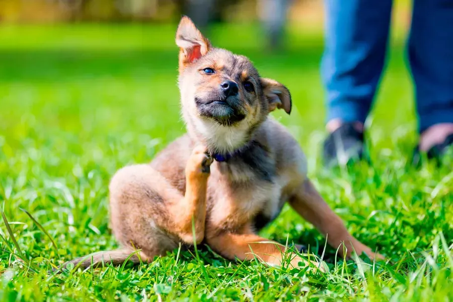 El remedio casero con un ingrediente de cocina para elminar las pulgas de los perros.