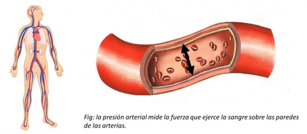 La infusión que ayuda a limpiar las arterias y regula la presión arterial