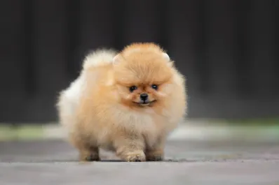 ¿Tu perro no te hace caso? Estas son las tres razas más difíciles de domesticar