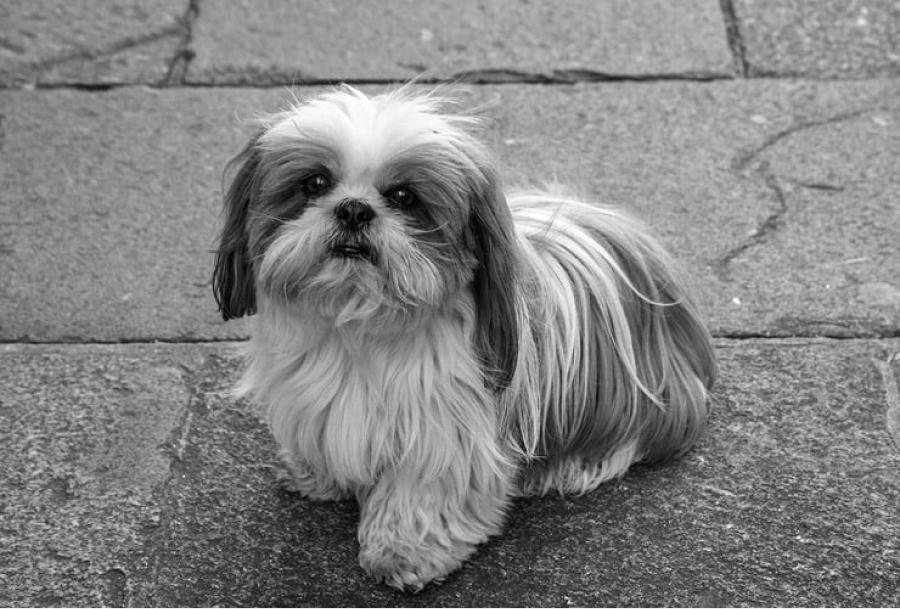 Shih Tzu, otra raza complicada