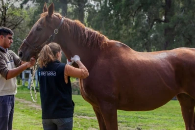 El Senasa modificó el certificado de Anemia Infecciosa Equina