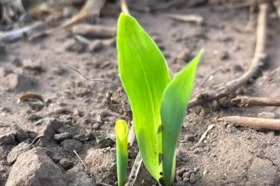 Insisten sobre la importancia de controlar los maíces “guachos” para lograr el vacío sanitario