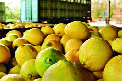 Seis escenarios para la economía tucumana