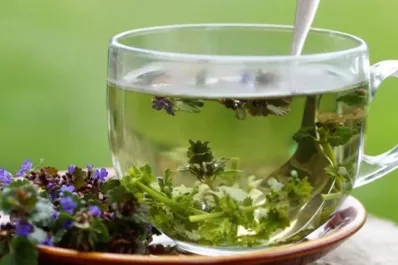 La infusión con propiedades cicatrizantes que puede aliviar llagas y heridas en la boca