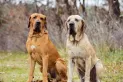 ¿Cuáles son las razas de perros más peligrosas según la Ley de Bienestar Animal?
