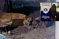 Ataque mortal de una jauría a un niño en Concepción: quedó detenido el propietario de los perros