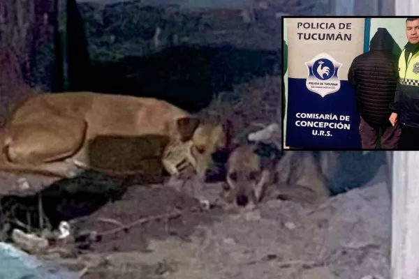 Ataque mortal de una jauría a un niño en Concepción: quedó detenido el propietario de los perros