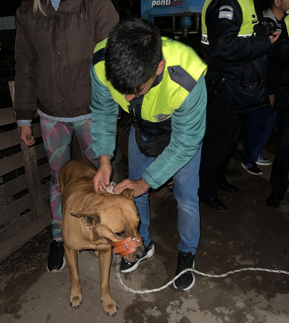 CON BOZAL. Trasladaron los perros al instituto Antirrábico de la capital.