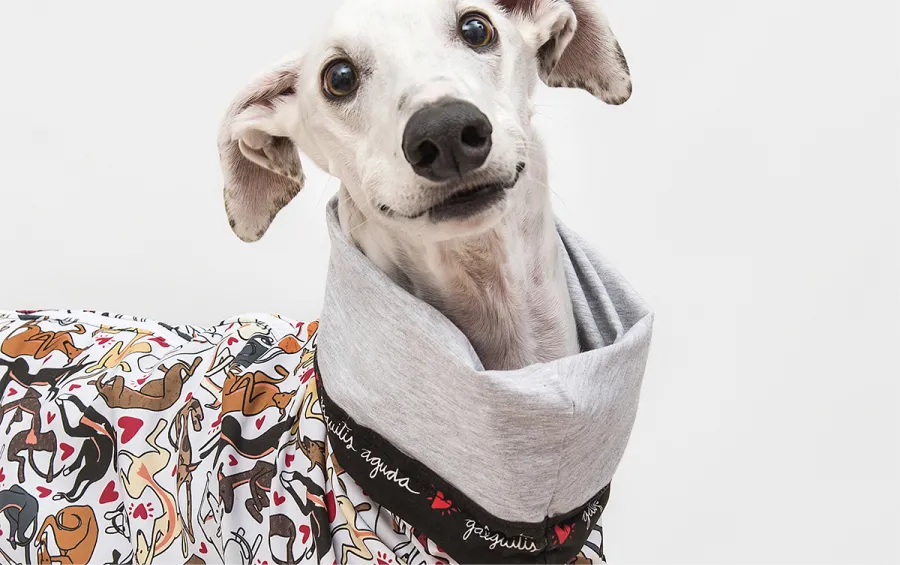 Los galgos son una raza de perro que siente el frío más de lo normal
