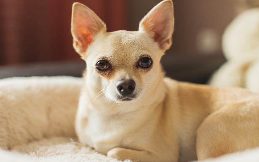 Chihuahua