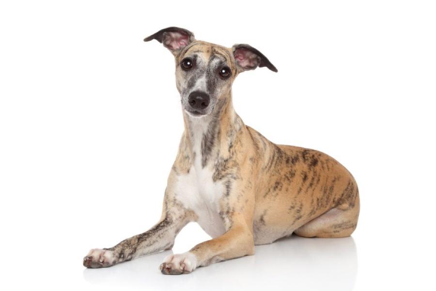Los perros de raza Whippet son vulnerables al frío