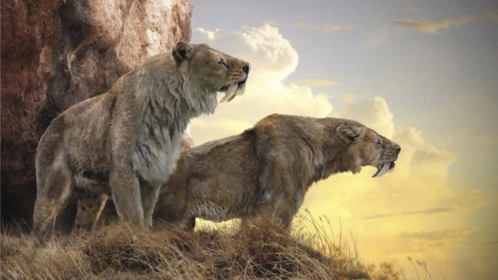 LARGOS COLMILLOS. Una imagen sobre cómo habrían sido estos enormes depredadores del Pleistoceno.