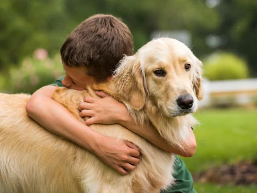 Los Glden Retriever son otra raza que se tarnsforma en compañero de vida.