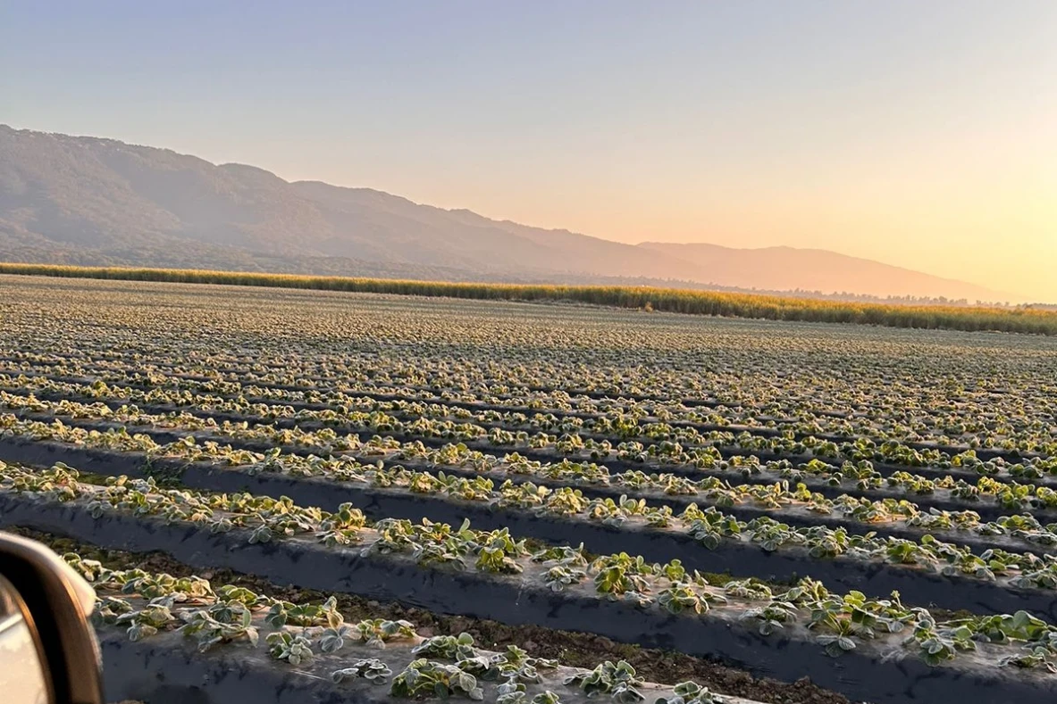 JORNADA. Consecuencia de la helada en un campo de frutilla. 