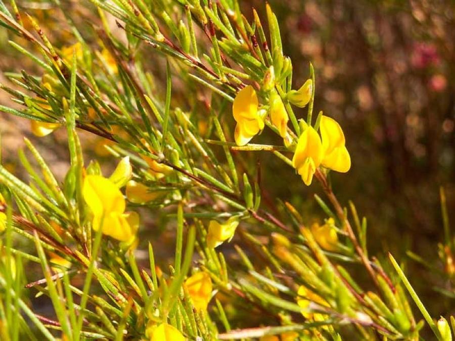 ¿Qué es el té de rooibos?