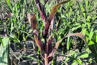 El comité Salvemos al Maíz pide eliminar el puente verde