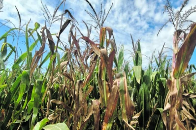 El spiroplasma afectó más a medida de que se postergó la fecha de siembra