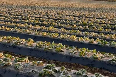 “Las heladas fueron muy fuertes, en intensidad y en duración”