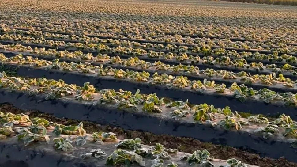 “Las heladas fueron muy fuertes, en intensidad y en duración”