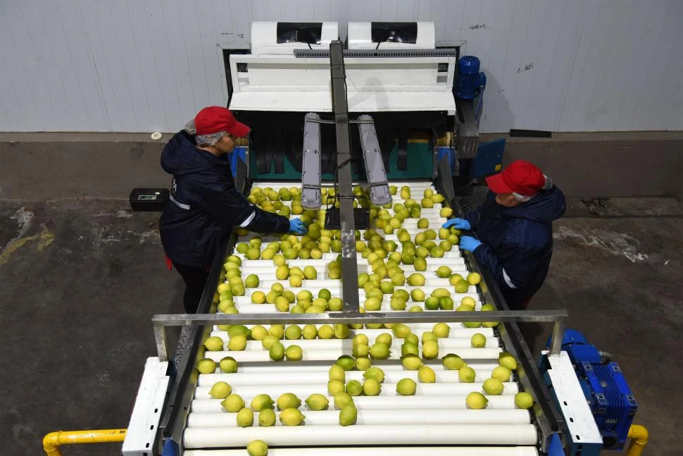 INDUSTRIA CITRÍCOLA. La actividad sobrelleva la falta del suministro.