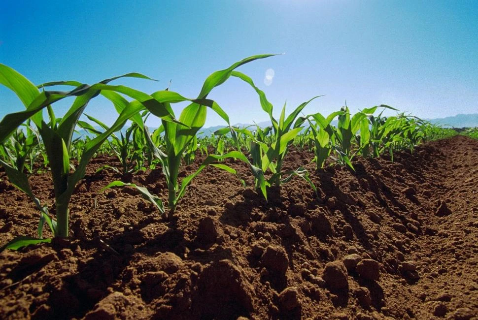 CONSECUENCIAS. El uso agrícola modifica las propiedades de los suelos.