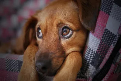 ¿Cuánto tiempo es prudente dejar solas a nuestras mascotas, según la Ley de Bienestar Animal?