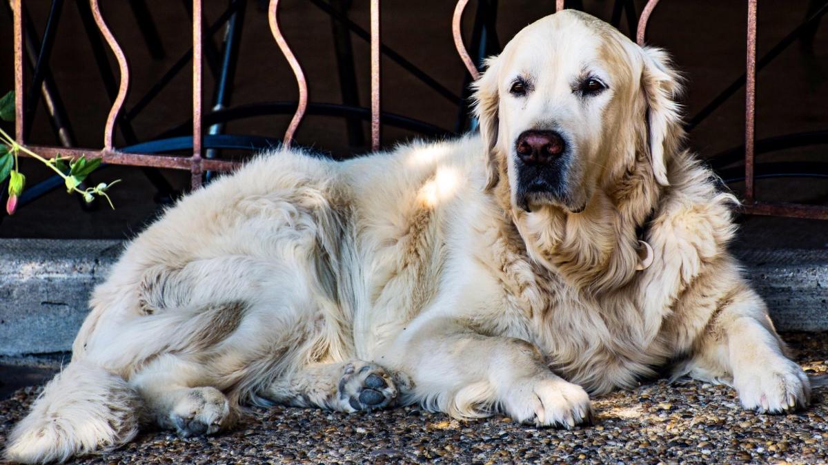 Los perros adultos pueden pasar solos un máximo de ocho horas.