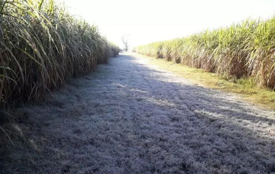 Heladas en el campo: ante el frío, actuar de inmediato