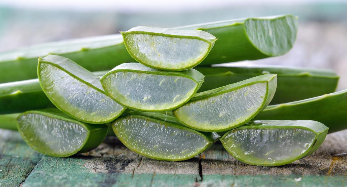 El aloe vera es capaz de prevenir el envejecimiento prematuro y devolver elasticidad a la piel.