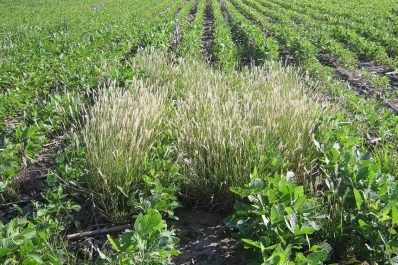 Sugerencias para el manejo de malezas en la soja