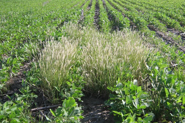 Sugerencias para el manejo de malezas en la soja