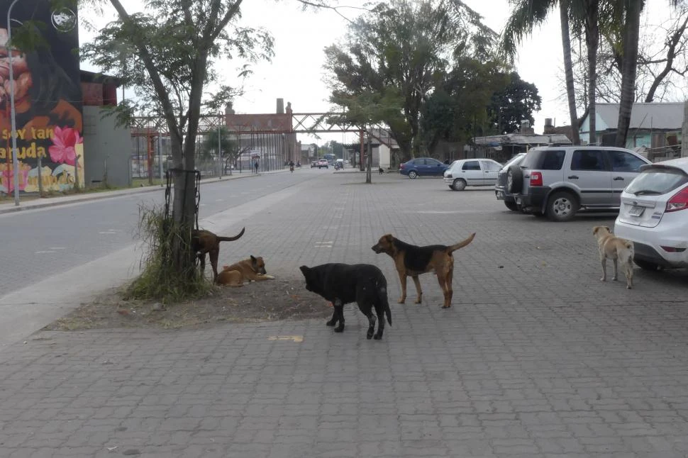 PERROS CALLEJEROS. No hay datos suficientes sobre la población de animales en “La perla del sur”